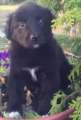 Mix PITT X LABRADOR