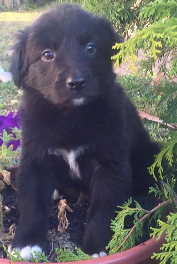 Cachorro ra a SRD idade 2 a 6 meses nome Mix PITT X LABRADOR