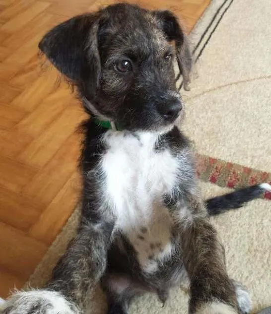 Cachorro ra a SRD idade 2 a 6 meses nome RAMOM
