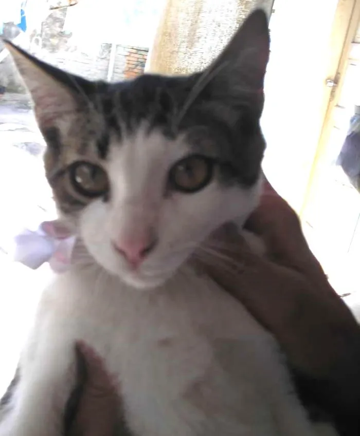 Gato ra a SRD idade 2 a 6 meses nome Fofucho