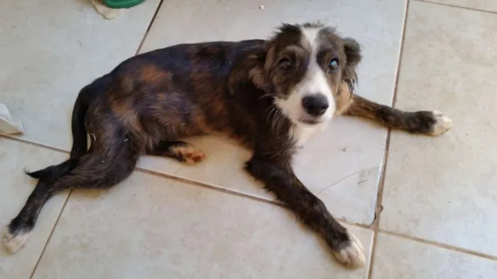 Cachorro ra a VIRA LATA idade 7 a 11 meses nome Sem Nome