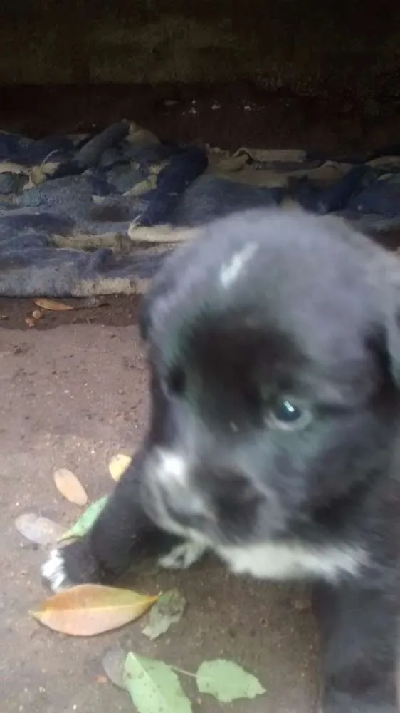 Cachorro ra a Filhotes de golden retriever com vira-lata idade Abaixo de 2 meses nome Me adote!