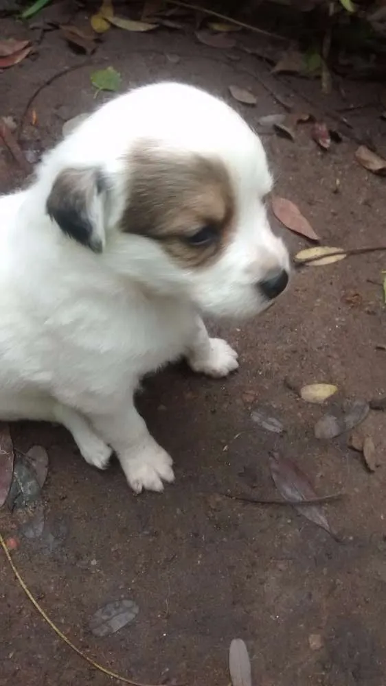 Cachorro ra a Filhotes de golden retriever com vira-lata idade Abaixo de 2 meses nome Me adote!