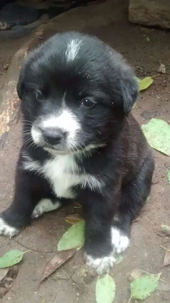 Cachorro ra a Filhotes de golden retriever com vira-lata idade Abaixo de 2 meses nome Me adote!