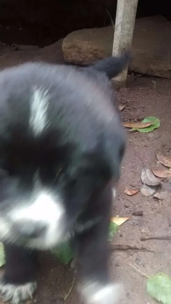 Cachorro ra a Filhotes de golden retriever com vira-lata idade Abaixo de 2 meses nome Me adote!