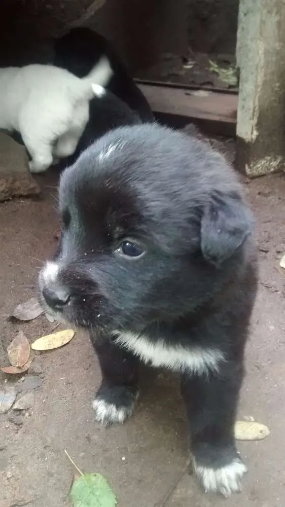 Cachorro ra a Filhotes de golden retriever com vira-lata idade Abaixo de 2 meses nome Me adote!