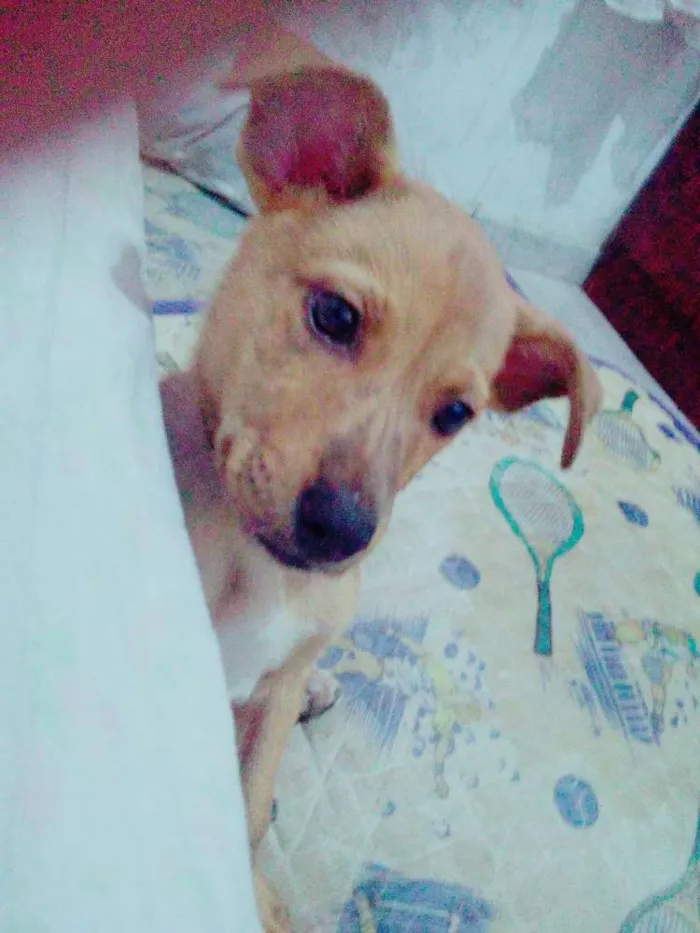 Cachorro ra a Vira lata idade 2 a 6 meses nome Coringa