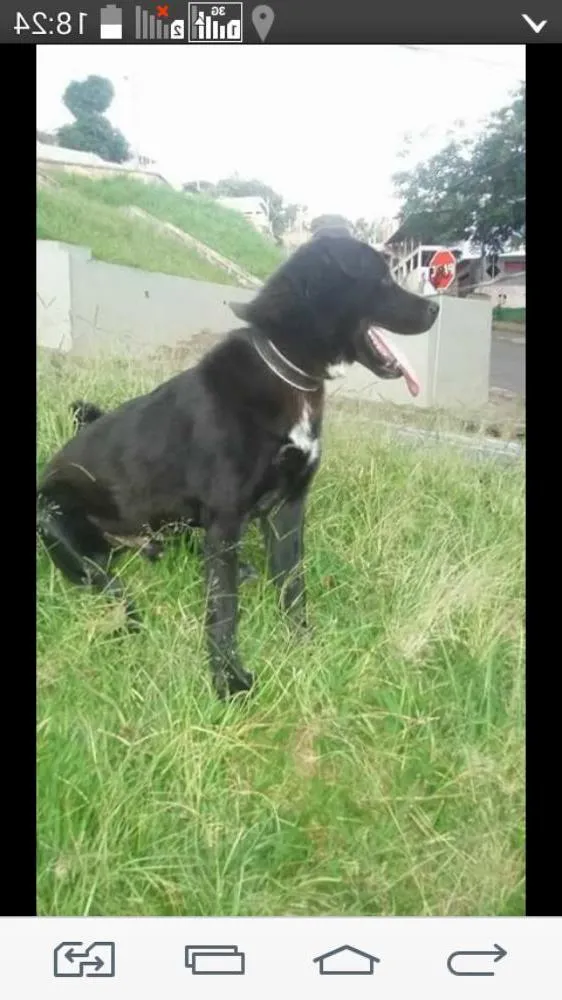 Cachorro raça Lavrador com akita idade 1 ano nome Max
