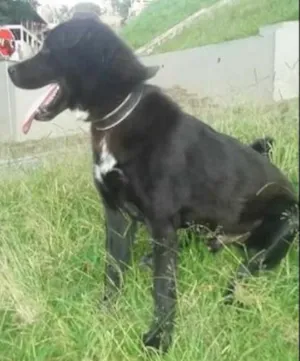 Cachorro raça Lavrador com akita idade 1 ano nome Max