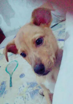 Cachorro raça Vira lata idade 2 a 6 meses nome Coringa