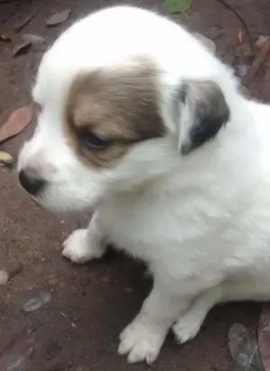 Cachorro raça Filhotes de golden retriever com vira-lata idade Abaixo de 2 meses nome Me adote!