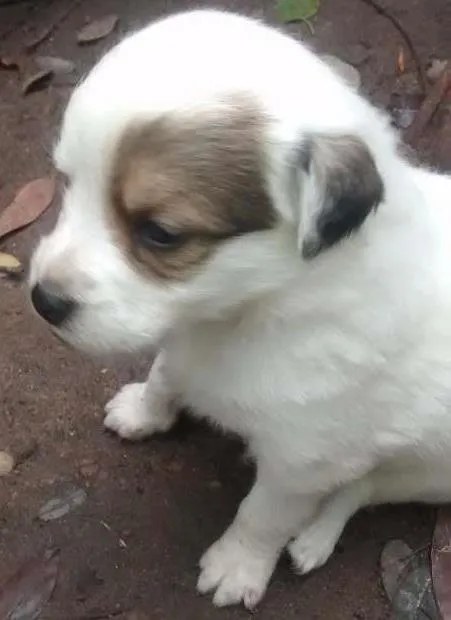 Cachorro ra a Filhotes de golden retriever com vira-lata idade Abaixo de 2 meses nome Me adote!