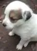 Cachorro raça Filhotes de golden retriever com vira-lata idade Abaixo de 2 meses nome Me adote!