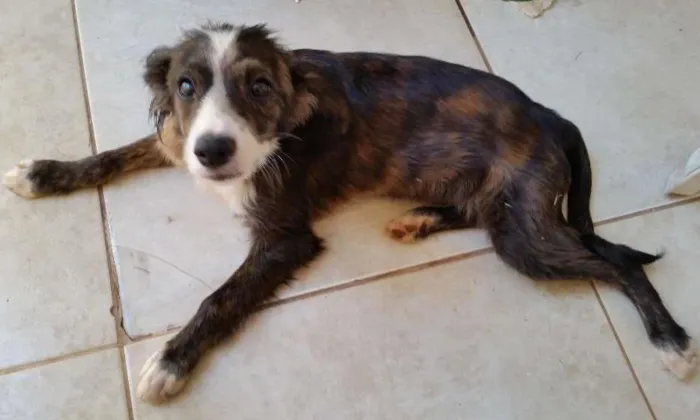 Cachorro ra a VIRA LATA idade 7 a 11 meses nome Sem Nome