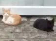 Petit, Luizinho e Bl