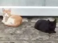 Gato ra a SRD idade 2 a 6 meses nome Petit, Luizinho e Bl