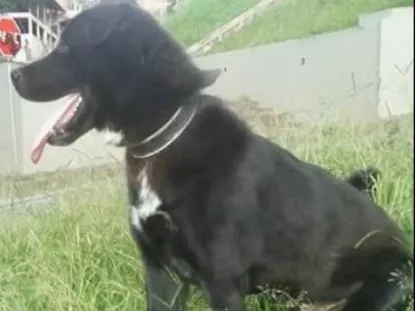 Cachorro raça Lavrador com akita idade 1 ano nome Max