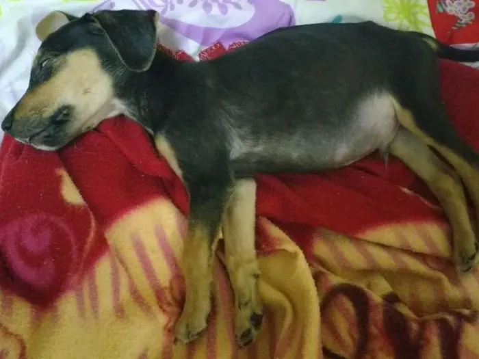 Cachorro raça Vira lata idade 7 a 11 meses nome Pileque