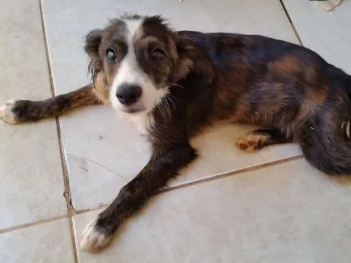 Cachorro ra a VIRA LATA idade 7 a 11 meses nome Sem Nome