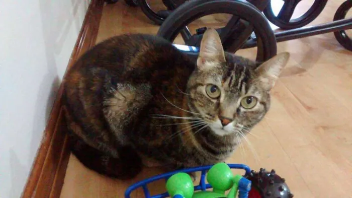 Gato ra a Vira lata idade 3 anos nome Nina