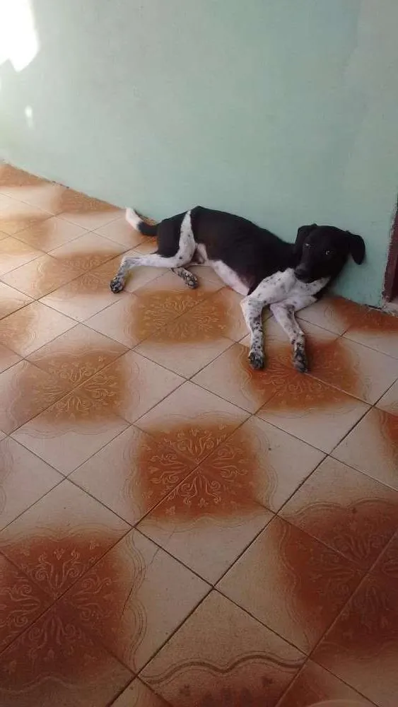 Cachorro ra a Vira lata idade  nome Rabito 