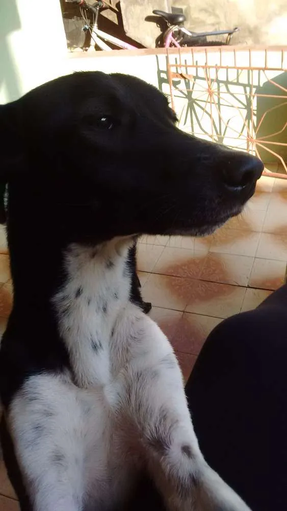 Cachorro ra a Vira lata idade  nome Rabito 