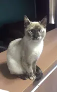 Princesa 