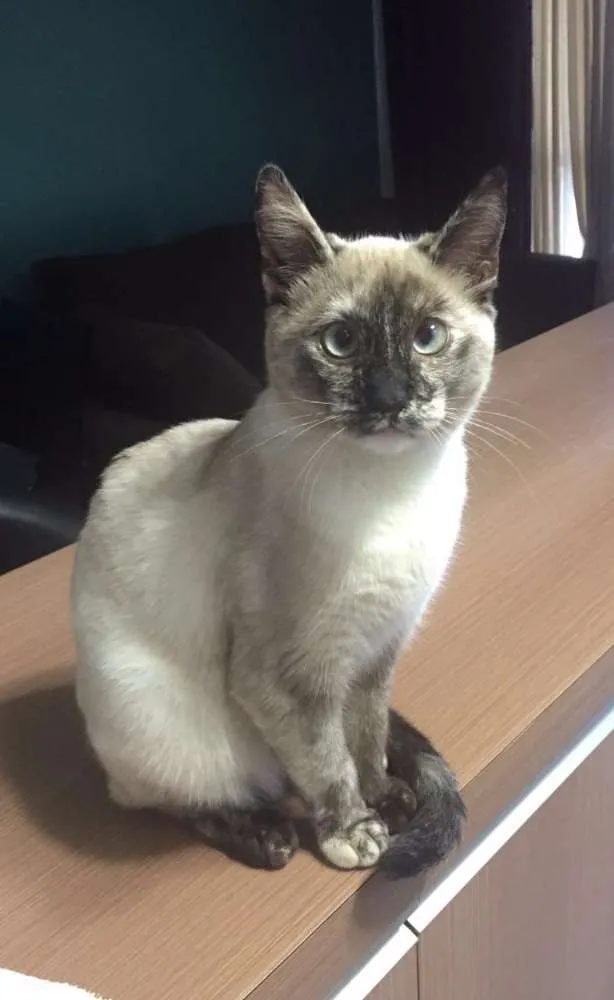 Gato ra a Vira lata com siamês  idade 2 a 6 meses nome Princesa 