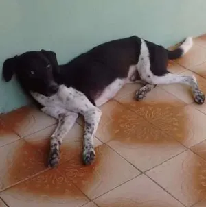 Cachorro raça Vira lata idade  nome Rabito 