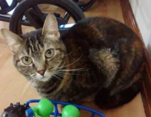 Gato raça Vira lata idade 3 anos nome Nina