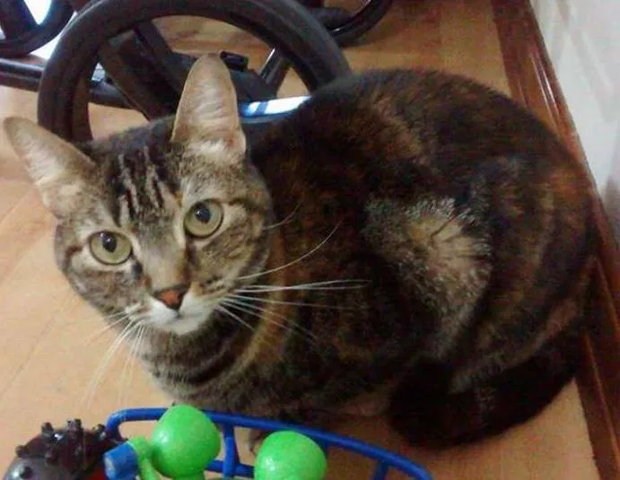 Gato ra a Vira lata idade 3 anos nome Nina