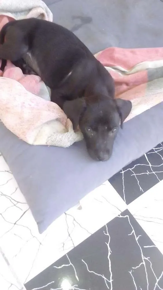 Cachorro ra a Viralata idade 2 a 6 meses nome Não sei