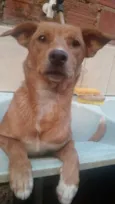 Morena