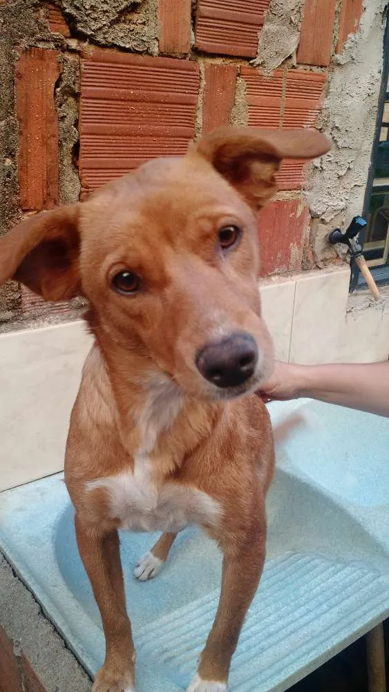 Cachorro ra a Srd idade 7 a 11 meses nome Morena