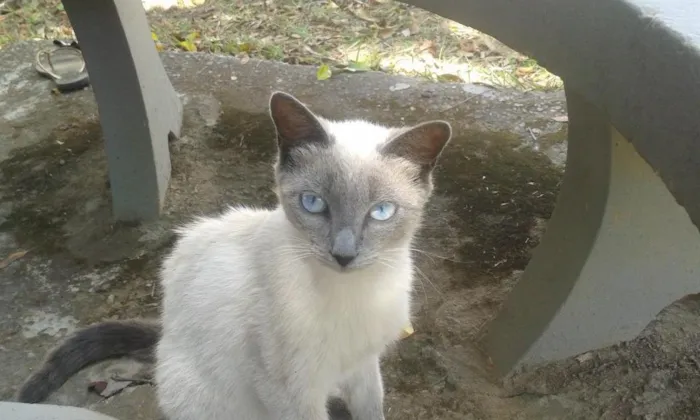Gato raça Indefinida idade 1 ano nome Feiosa