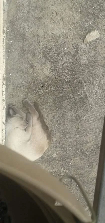 Gato raça Indefinida idade 1 ano nome Feiosa