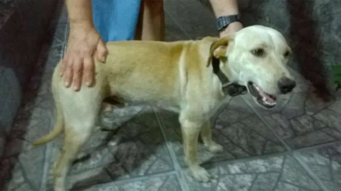 Cachorro ra a SRD idade 7 a 11 meses nome Ainda sem nome