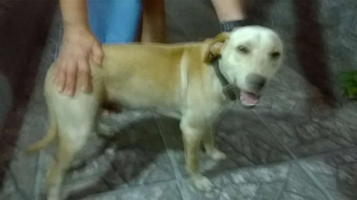 Cachorro ra a SRD idade 7 a 11 meses nome Ainda sem nome