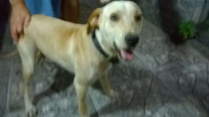 Cachorro ra a SRD idade 7 a 11 meses nome Ainda sem nome