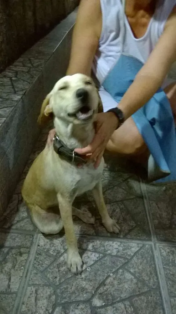 Cachorro ra a SRD idade 7 a 11 meses nome Ainda sem nome