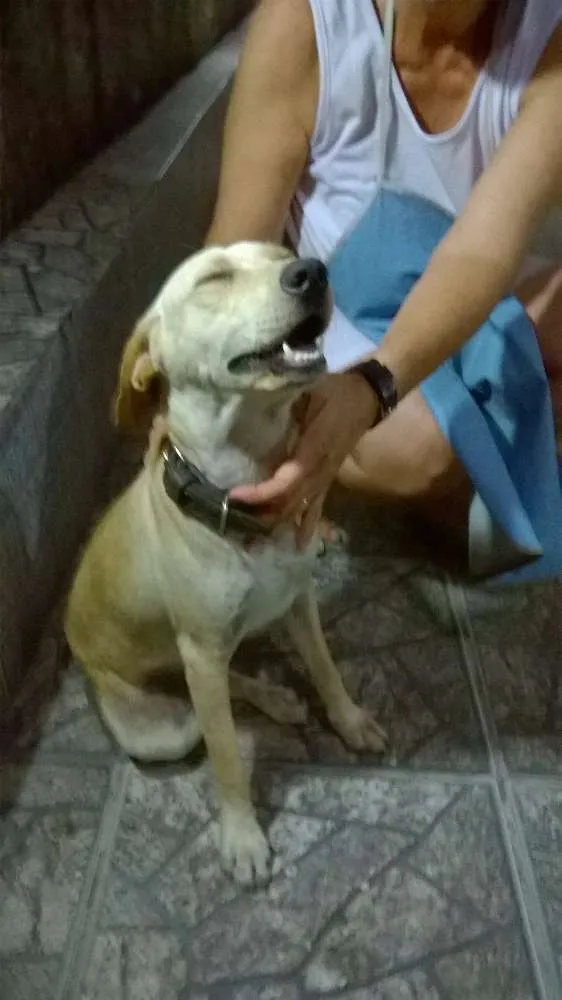Cachorro ra a SRD idade 7 a 11 meses nome Ainda sem nome