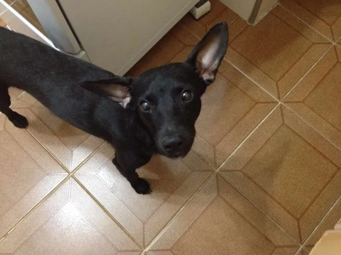 Cachorro ra a Vira Lata idade 7 a 11 meses nome Bolt