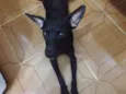 Bolt