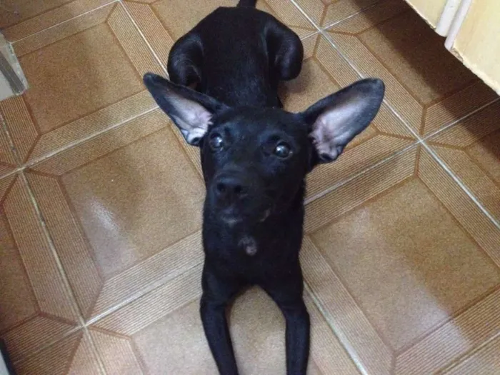 Cachorro ra a Vira Lata idade 7 a 11 meses nome Bolt