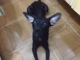 Bolt