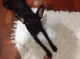 Bolt