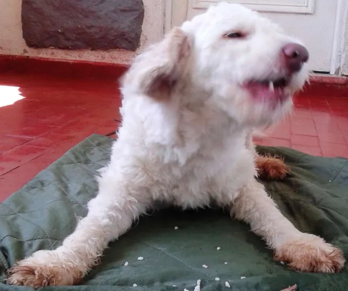 Cachorro ra a SRD idade 1 ano nome Boladinho