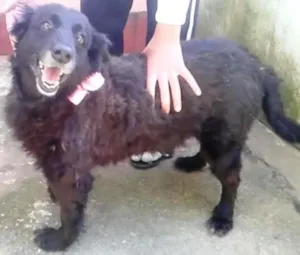 Cachorro raça SRD idade 5 anos nome Gostosa