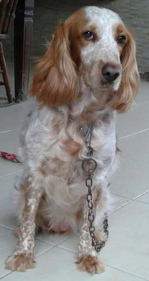 Cachorro raça Cocker Spaniel idade 6 ou mais anos nome Ninna