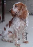 Ninna